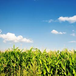Two Long Trends in Food and Agriculture