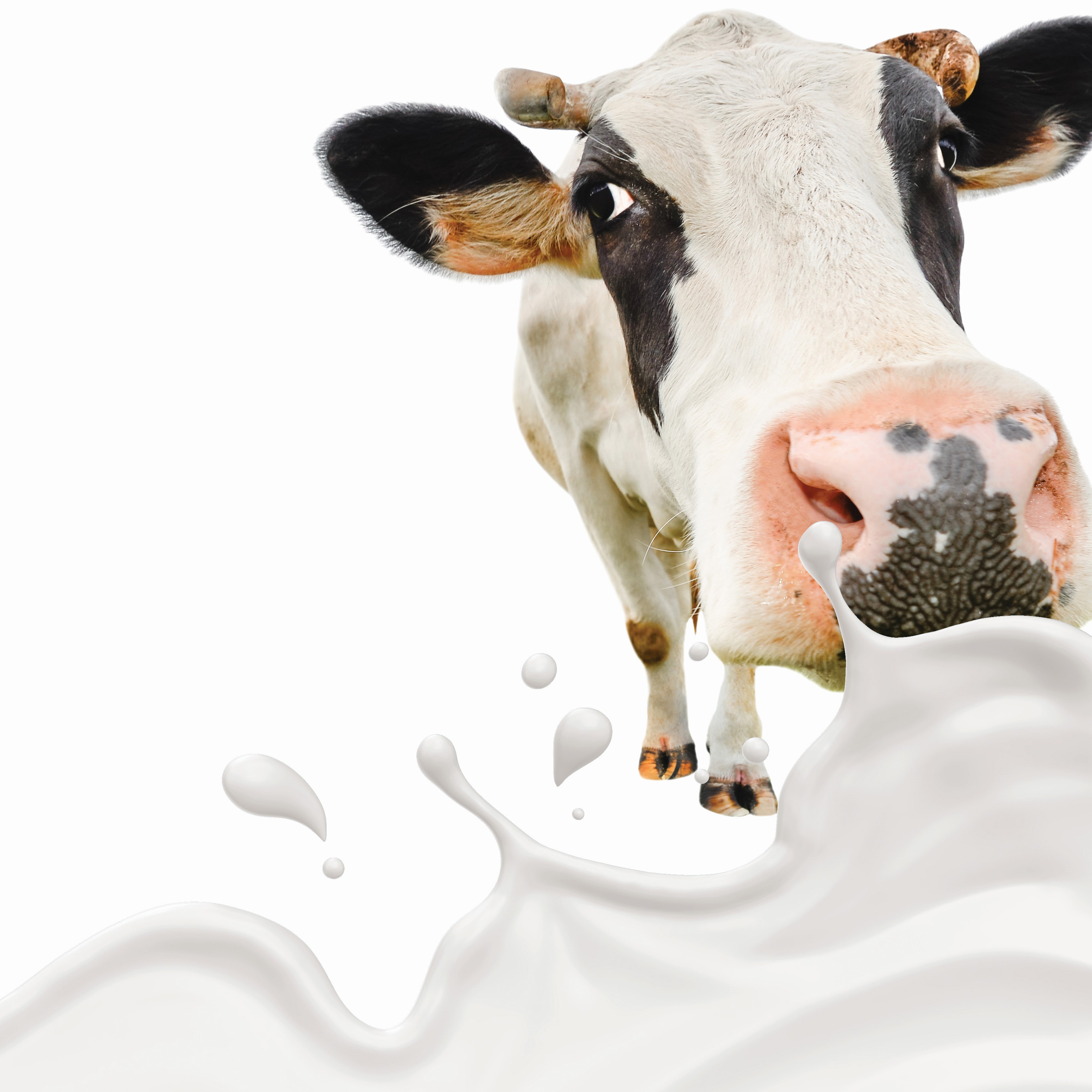 Michigan Dairy Angst