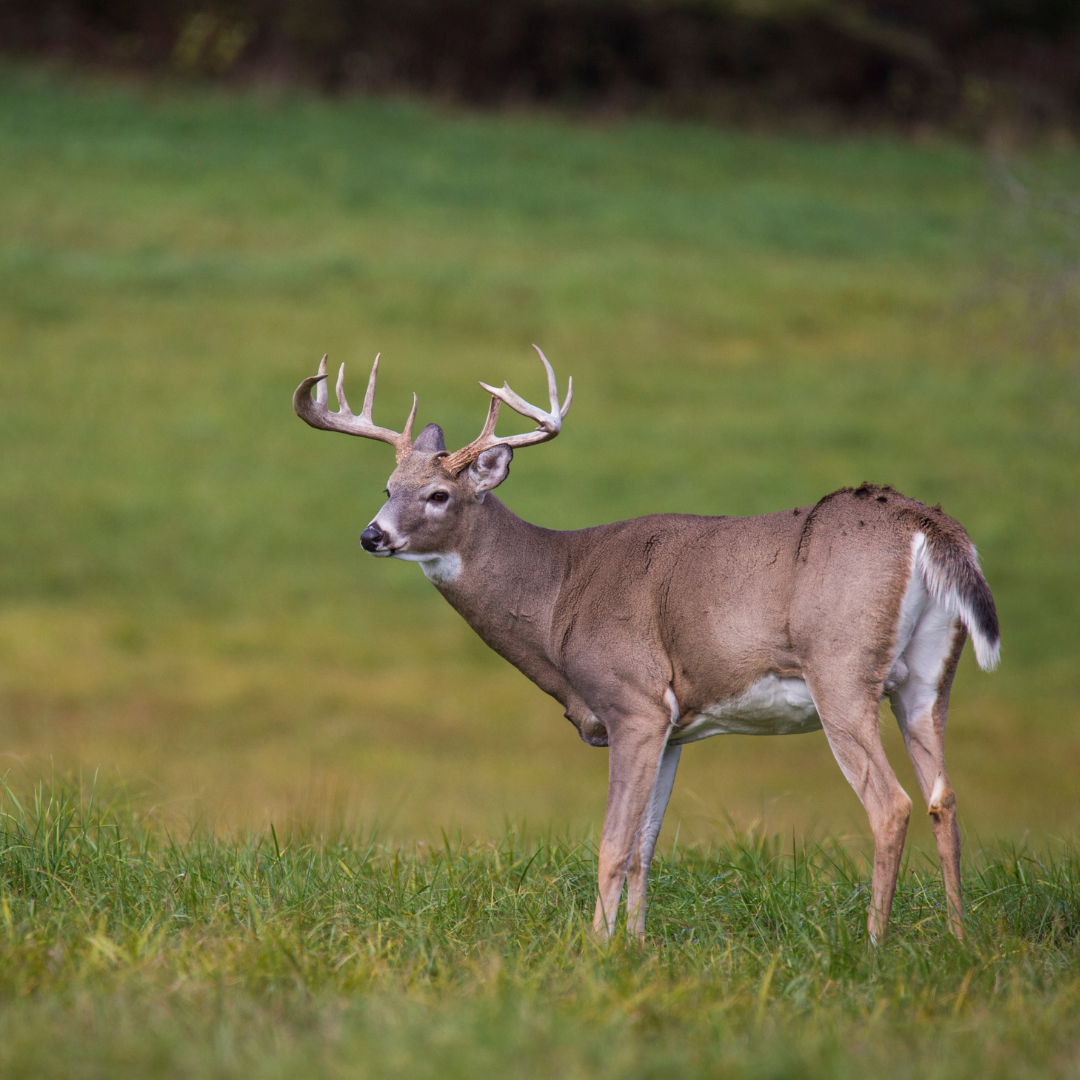 Happy November 15th  – The Economic Impact of Hunting